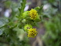 Close up of flowerhead