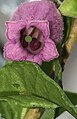 Green stigma and unripe, cordate, purple anthers.