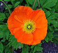 Papaver nudicaule, exemplaire à fleur rouge