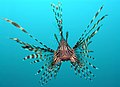 Red lionfish