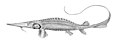 Pseudoscaphirhynchus fedtschenkoi