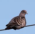 Spot-winged pigeon