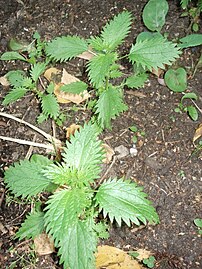 A csalánlé (Urtica urens) vasat, kovasavat, nyomelemeket tartalmaz.