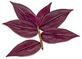 Back view of leaves of Tradescantia zebrina 'Violet Hill'