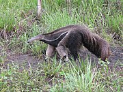 Reuze eameliter yn de Pantanal