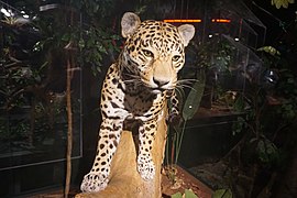 Milwaukee Public Museum November 2022 025 (Rainforest--Jaguar).jpg