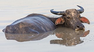 Mirror reflection of a water buffalo bathing in a pond in Laos.jpg