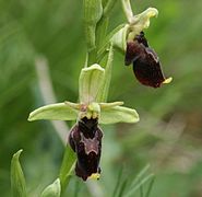 Ophrys × devenensis