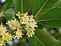 Osmanthus fragrans