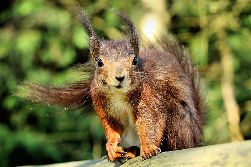 File:A squig in a gale - British Wildlife Centre (17080876679).jpg