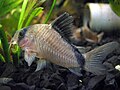 Corydoras metae