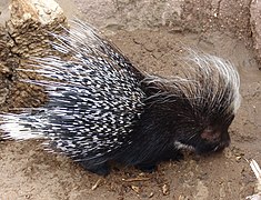 Hystrix cristata (Hystricidae)