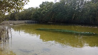 Mangrove forest in Al Khor Island.