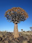 1. Aloe dichotoma i Keetmanshoop i Namibia.