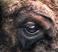 Oko evropskog bizona (Bison bonasus)