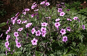 Geranium maderense, Botaniske hagen i Funchal, Madeira.