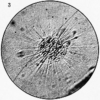 A. sol aus Brehms Tierleben (1918)