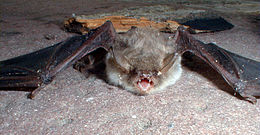 Horgasszőrű denevér (Myotis nattereri)