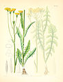 Crepis nicaeensis