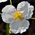 Sagittaria lancifolia