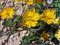 Niederliegende Lappenblume (Hypecoum procumbens)