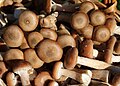 * Nomination Picked honey fungus (Armillaria mellea) close-up -- George Chernilevsky 20:08, 28 October 2024 (UTC) * Promotion  Support Good quality. --Frank Schulenburg 23:40, 28 October 2024 (UTC)