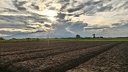 Shallot Field in Nganjuk