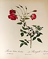 Bengale à Bouquets, Pépinières de Trianon <1818