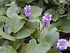 Feuilles et fleurs de Pueraria montana var. lobata.