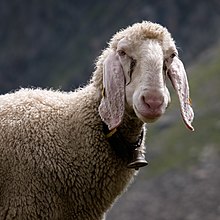 head of a sheep with long drooping ears