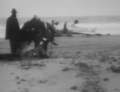 ANA Crash at Seven Mile Beach, Tasmania 1946