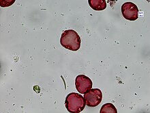 Photomicrograph showing reddish-brown grains, roughly spherical with a few indentations visible on each