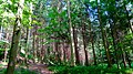 Bosc del Sihlwald, àrea protegida nacional