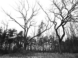 Old evangelical cemetery in Obory-Kolonia