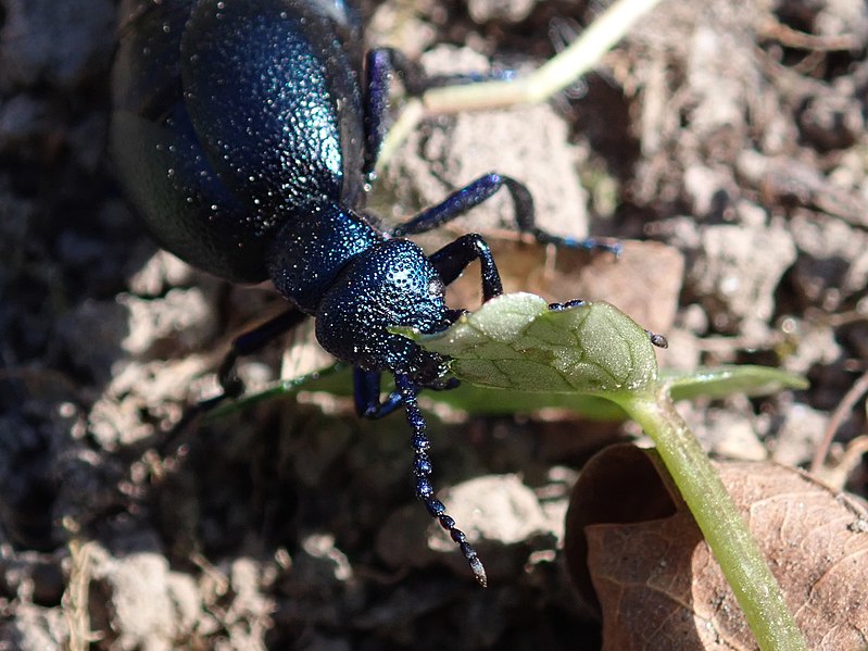 File:Meloe proscarabaeus 2022-03-23 5712.jpg