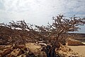 Frankincense tree in the ruins of Sumhuram