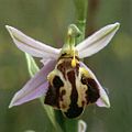 Ophrys apifera var. botteronii