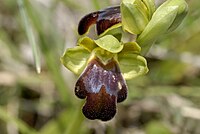 Ophrys creberrima Ophrys fusca ssp. fusca