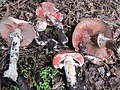 Agaricus pattersoniae