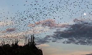 Bat cave in El Maviri Sinaloa - Mexico