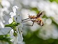 Großer Wollschweber an einer Schleifenblume