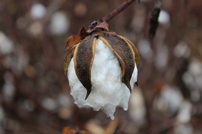 File:Cotton boll nearly ready for harvest.jpg