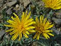 Crepis occidentalis