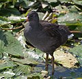 Dusky Moorhen juvenile