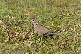 Eurasian collared dove 01.jpg