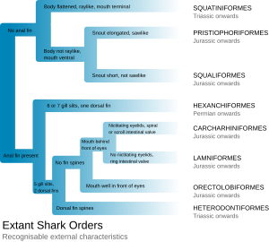 Identification of the 8 extant shark orders