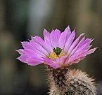 Echinocereus websterianus, named after Gertrude Webster