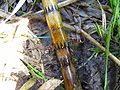 Detalle de tallo y dos verticilos de hojas de Equisetum fluviatile Se observan las crestas y valles, y las hojas connadas en la base formando la vaina o corona.