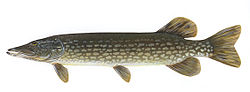 Hauki (Esox lucius)