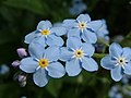 1870 Sortland Forglemmegei Myosotis[15]